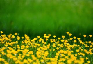 Meditação em processo